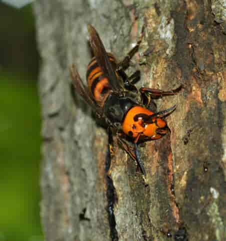 stinging insect on tree trunk