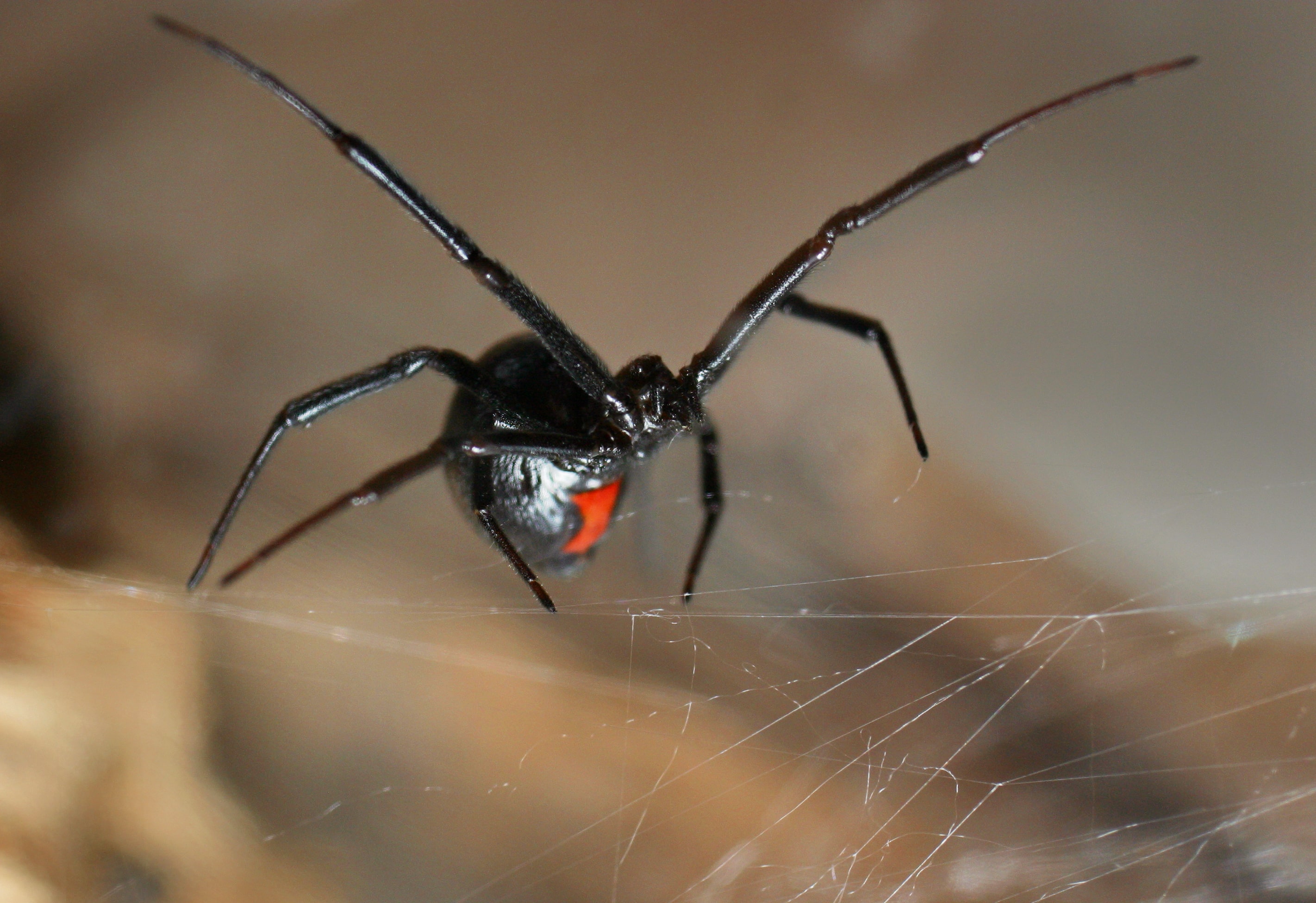Nebraska Spider